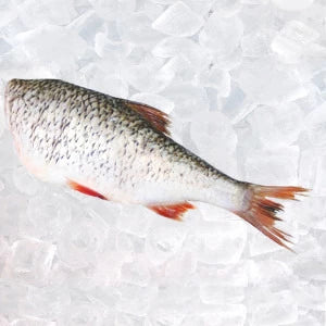 Płoć tusza świeża 1 kg