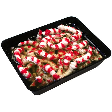 VICI Przysmak surimi o smaku krewetki maxi w oleju czosnkowym 1 kg